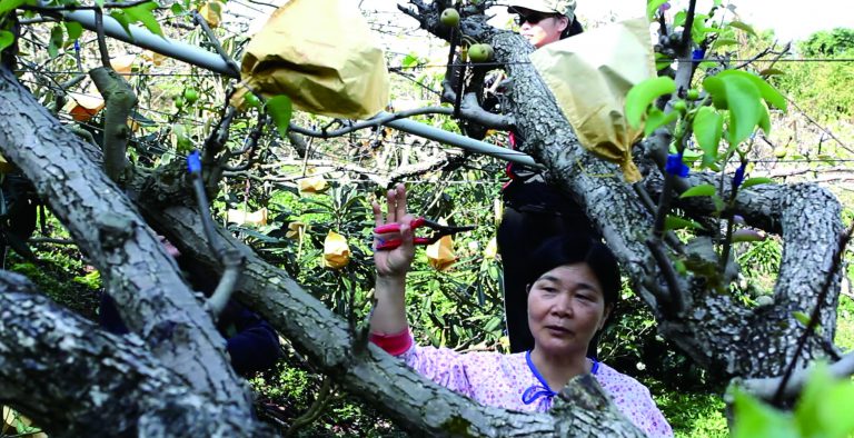石岡媽媽鍾秀菊在梨園裡說明勞動的工作與身體(攝影黃顯淨)